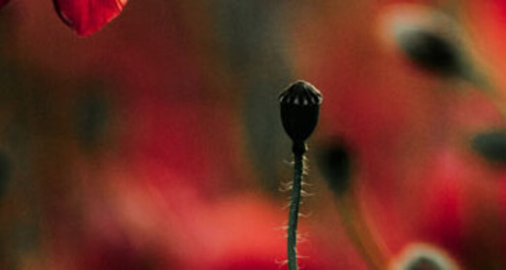 (© max Mustermann) Alt News